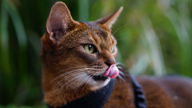 Cat tongue side grass green free wallpaper - medium preview image