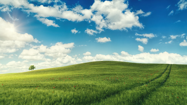 Field tree sky cloud horizon free wallpaper - medium preview image