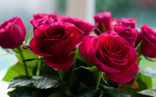 Red roses vase table window free wallpaper - medium preview image