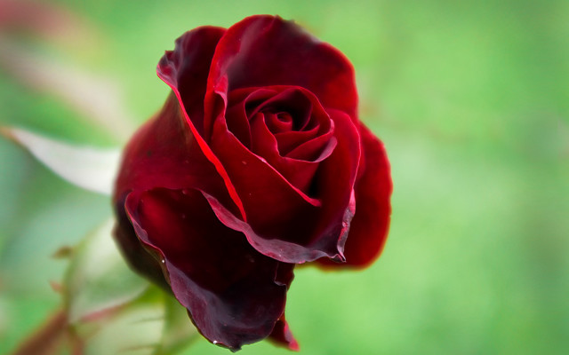 Red rose macro rococo flower free wallpaper - medium preview image
