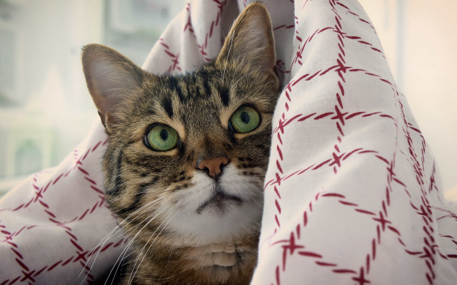 Cat hiding green eyes mustache free wallpaper - medium preview image