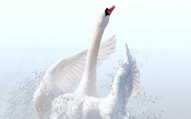 White swans matte painting gradient free wallpaper - medium preview image