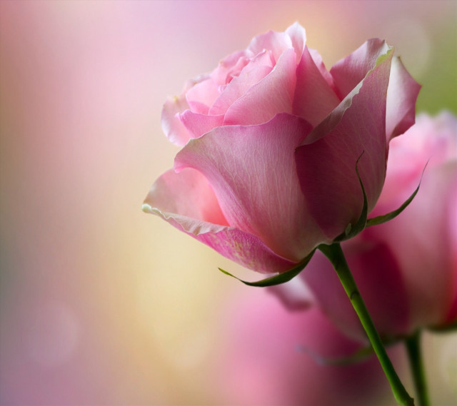 Pink rose macro blurry background #2 free wallpaper - medium preview image