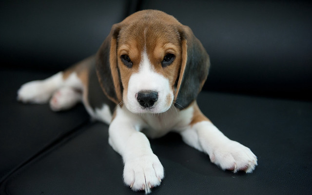 Beagle puppy sad couch adorable free wallpaper - medium preview image