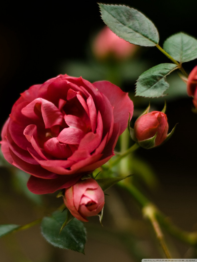 Red rose closeup dark background free wallpaper - medium preview image