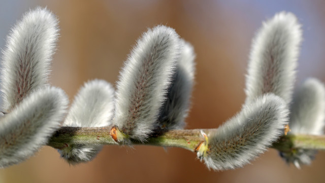 Bird feathers macro nature blurry free wallpaper for desktop - medium preview image