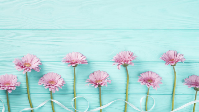 Pink flower ribbon blue background free wallpaper - medium preview image