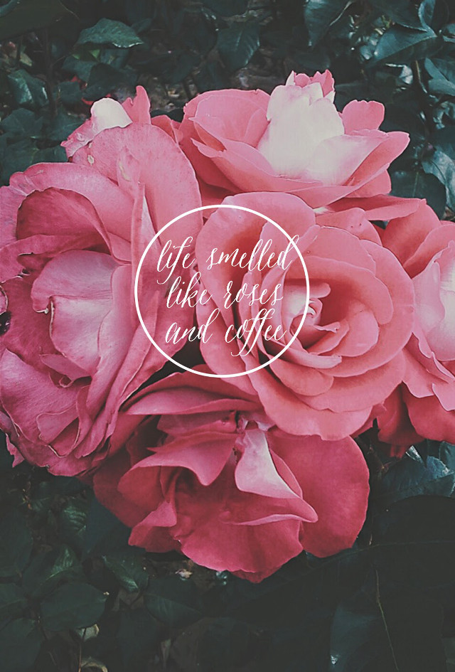 Pink flowers white circle center free wallpaper - medium preview image