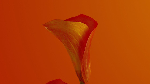 Single flower red yellow center free wallpaper - medium preview image
