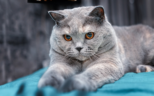 Gray cat blue blanket animals free wallpaper - medium preview image