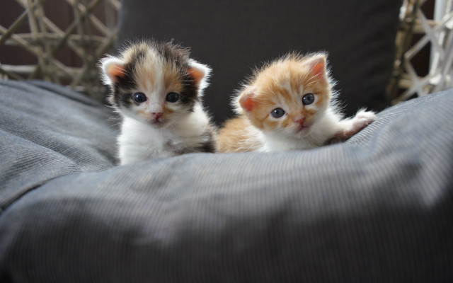 Kittens couch adorable impressionism shiba free wallpaper - medium preview image