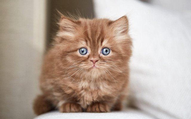 Kitten blue eyes couch white free wallpaper - medium preview image