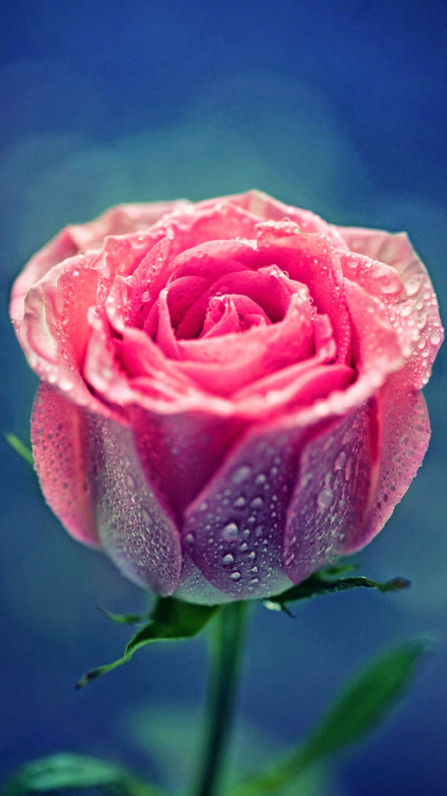 Pink rose water droplets gothic #4 free wallpaper - medium preview image