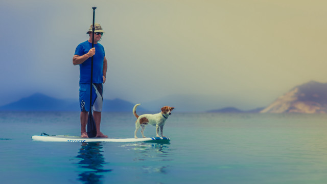 Man dog surfboard water paddle free wallpaper - medium preview image