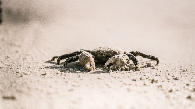 Crab sand dunes beach blurry free wallpaper - medium preview image