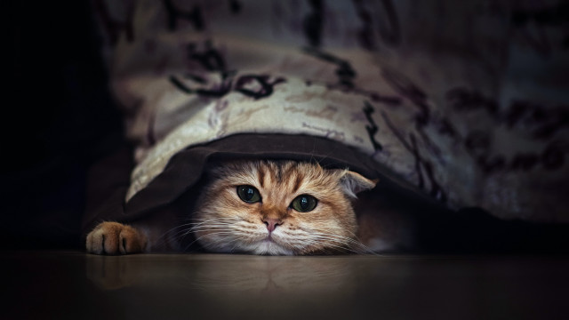 Cat under blanket peeking blue free wallpaper - medium preview image