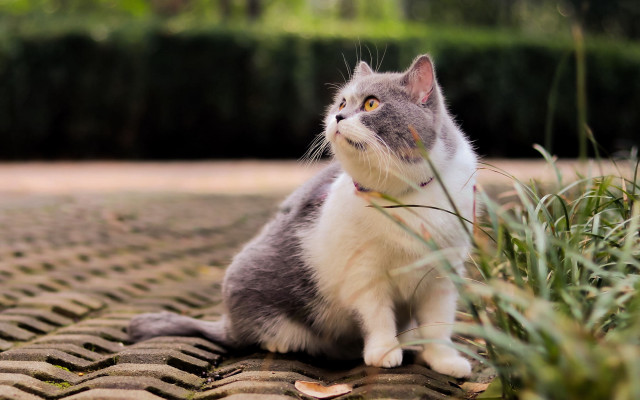 Curious cat on brick surface free wallpaper - medium preview image