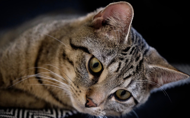 Cat pillow black background portrait free wallpaper - medium preview image