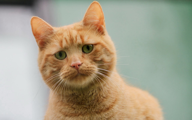 Cat green eyes closeup building free wallpaper - medium preview image