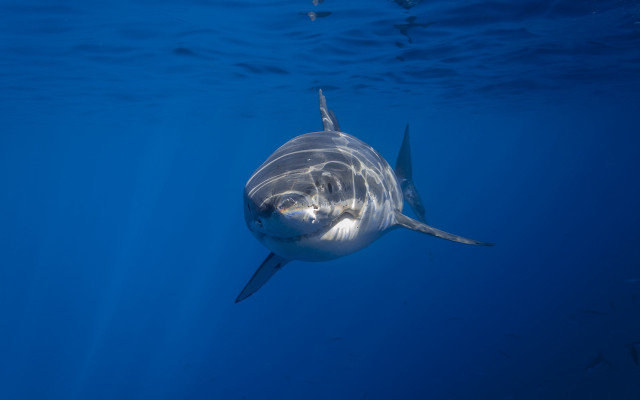 Shark camera precisionism ocean award free wallpaper - medium preview image