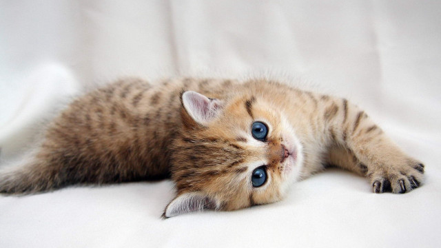 Kitten white floor blue eye free wallpaper - medium preview image