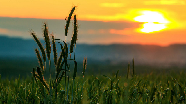 Sunset grass field clouds horizon #2 free wallpaper for desktop - medium preview image
