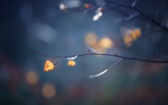 Branch leaf blurry background macro free wallpaper - medium preview image