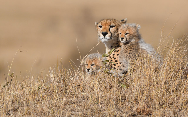 Mother cheetah cubs dry grass free wallpaper - medium preview image