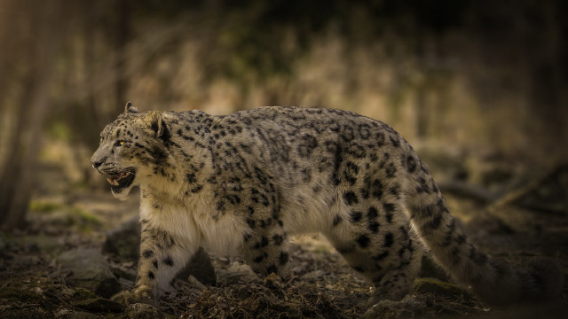 Snow leopard walking forest muzzle free wallpaper - medium preview image