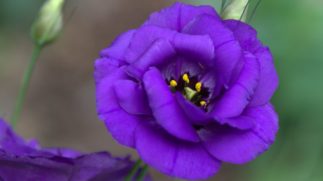Purple flower yellow stamens macro #5 free wallpaper - medium preview image