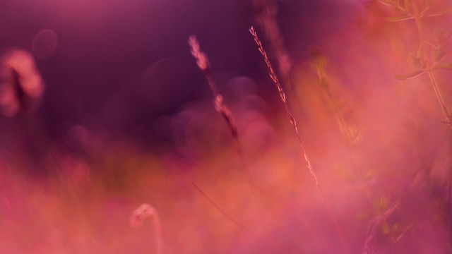 Tall grass purple sky bright free wallpaper - medium preview image