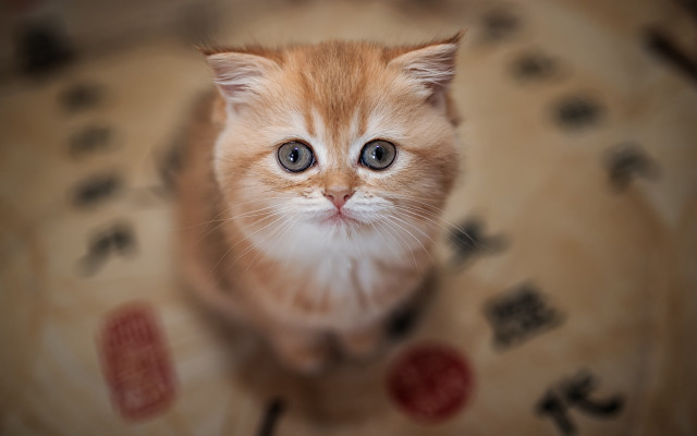 Orange kitten table sign blurry free wallpaper - medium preview image