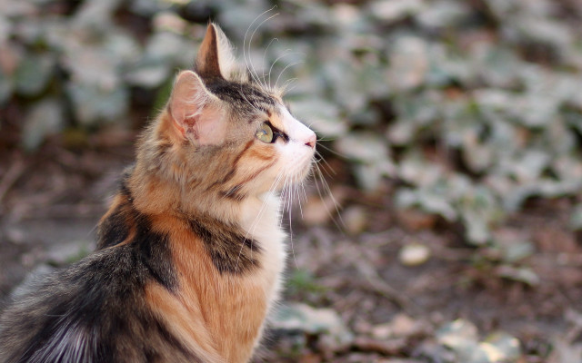 Cat looking up blurry background #4 free wallpaper - medium preview image