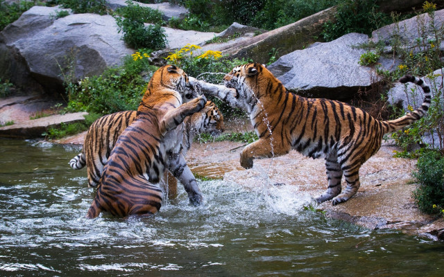 Tigers playing water rocks bushes free wallpaper - medium preview image