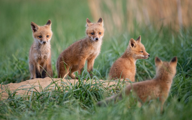 Foxes grass field rock rayonism free wallpaper - medium preview image