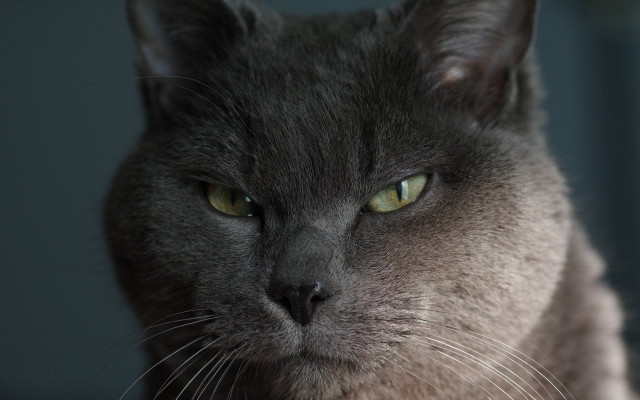 Cat serious green eyes closeup free wallpaper - medium preview image