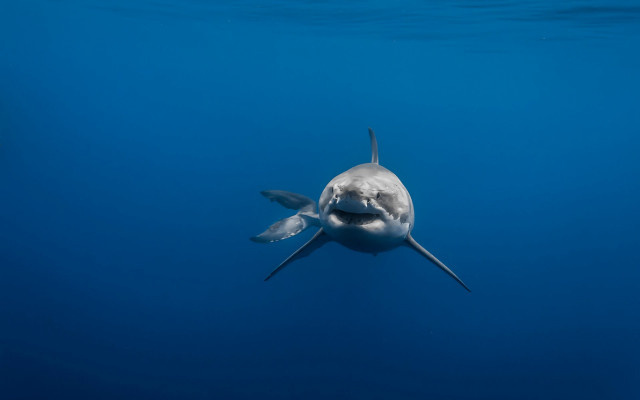 White shark open mouth ocean #2 free wallpaper - medium preview image