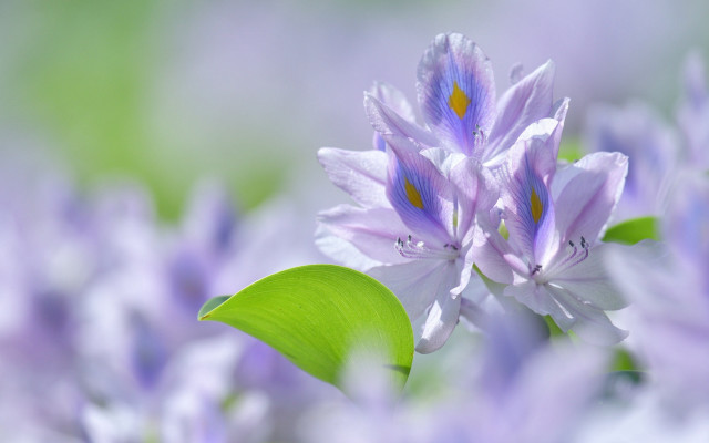Purple flower green leaf bokeh free wallpaper - medium preview image