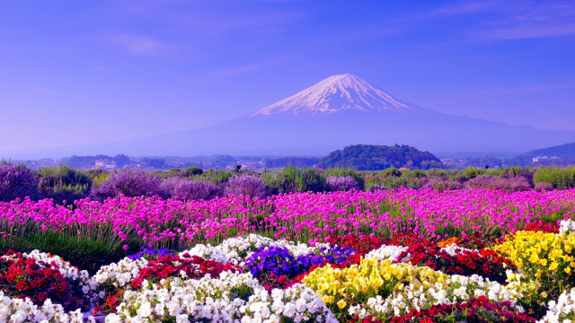 Flower field mountain sky clouds free wallpaper - medium preview image