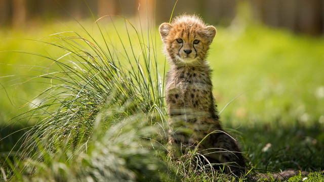 Cheetah cub curious grass nature free wallpaper - medium preview image