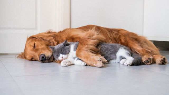 Dog cat cuddling sleeping shiba free wallpaper - medium preview image