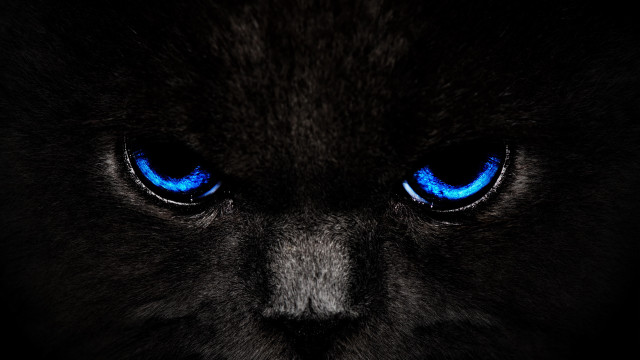 Black cat blue eyes gothic #3 free wallpaper - medium preview image