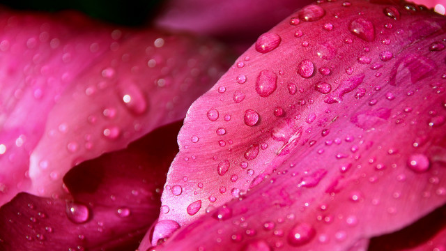 Pink flower water droplets macro #13 free wallpaper - medium preview image