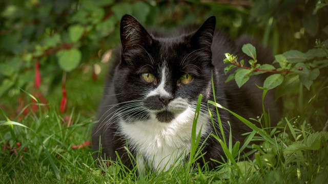 Black and white cat sad #2 free wallpaper - medium preview image