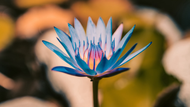 Blue flower bokeh macro vivid free wallpaper - medium preview image