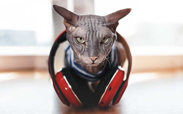 Cat headphones table window institutional free wallpaper - medium preview image