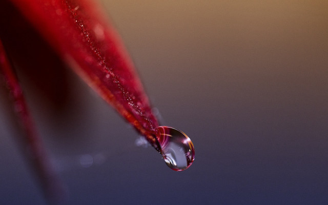 Water drop red flower stem free wallpaper - medium preview image
