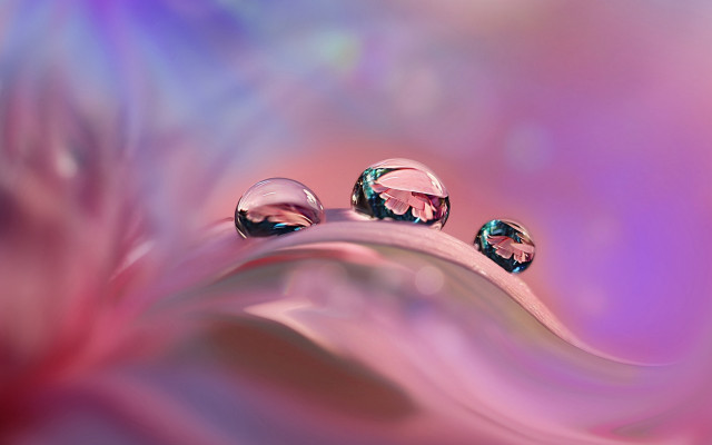 Water droplets leaf pink purple free wallpaper - medium preview image