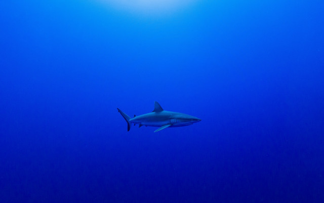 Shark ocean sun diver rayonism free wallpaper - medium preview image