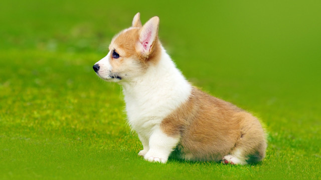 Small dog green field white free wallpaper - medium preview image